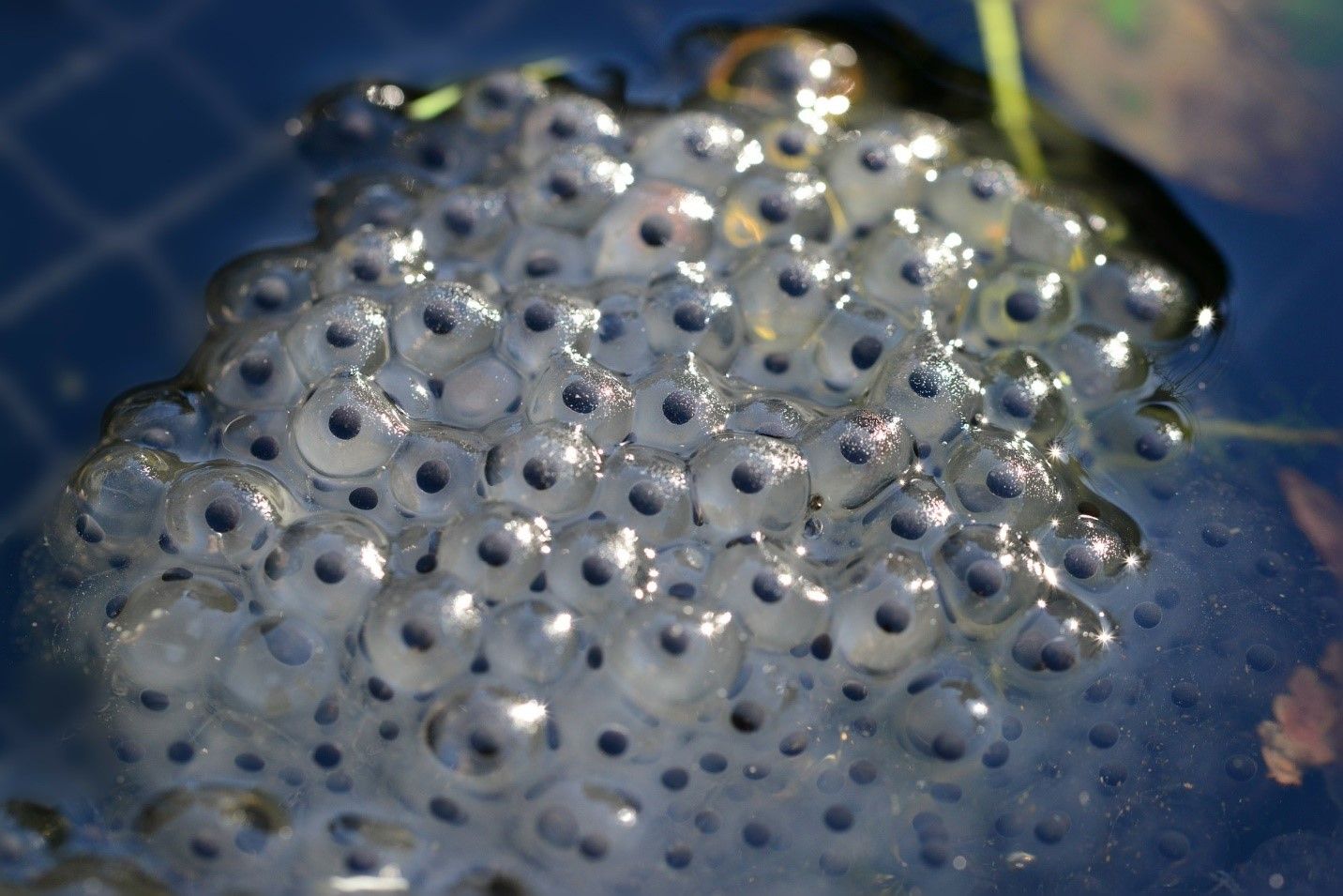 Frog eggs