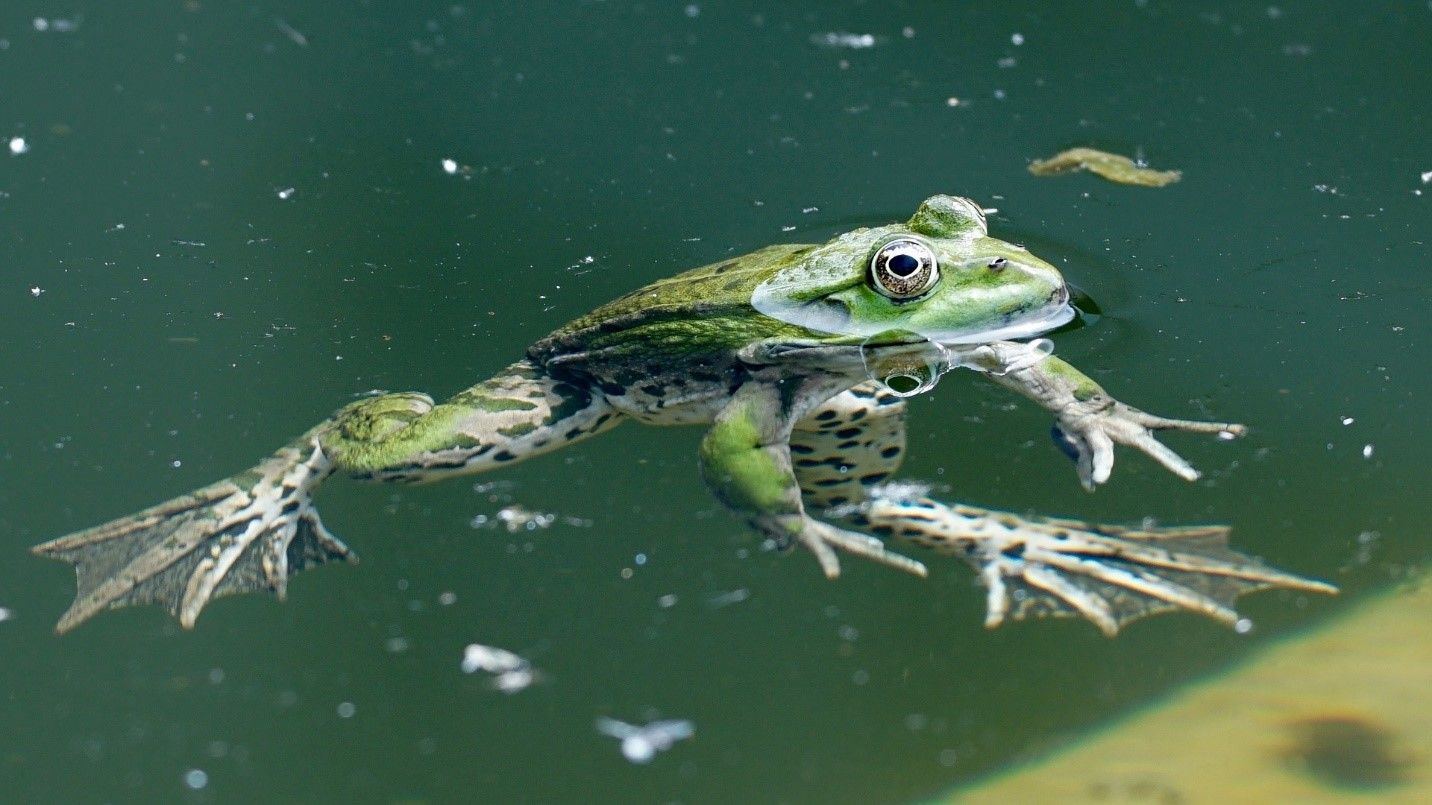 Frog in water