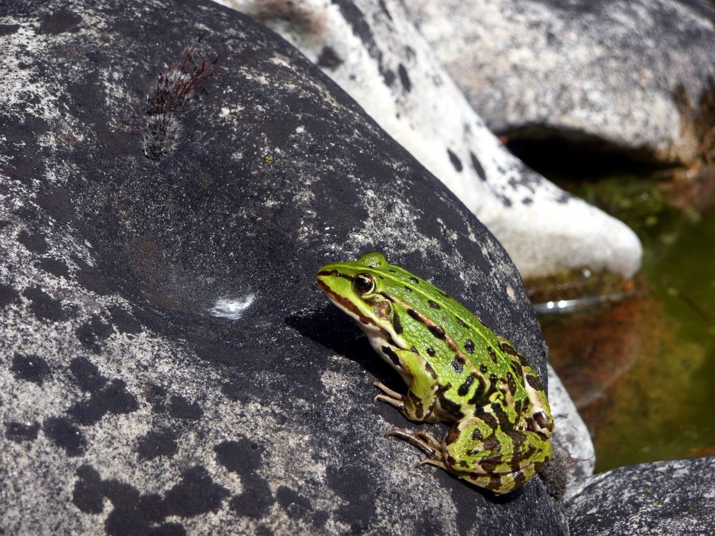 Frog on rock