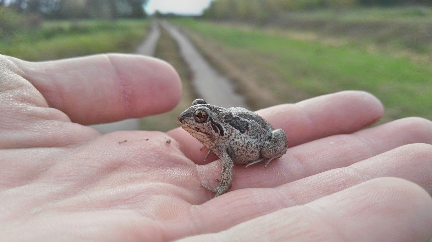 Little frog
