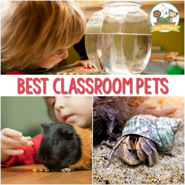 5 Options for Choosing a Classroom Pet - Safegard Classes Online