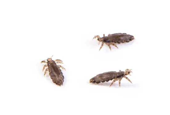 Child with head lice inspection