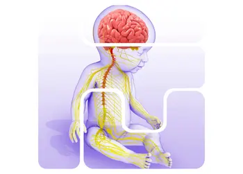 Basic Child Development: The Brain